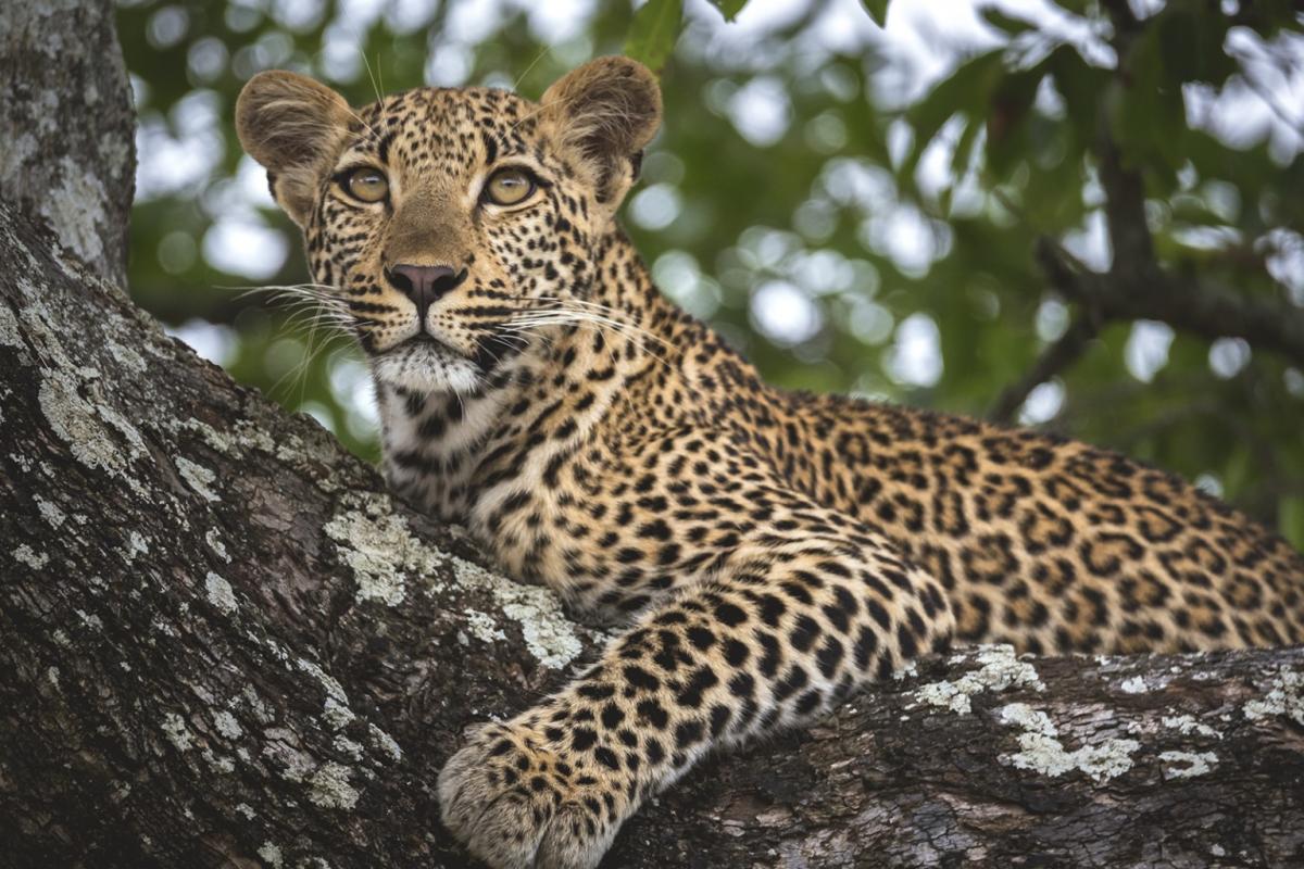 ÁFRICA AUSTRAL